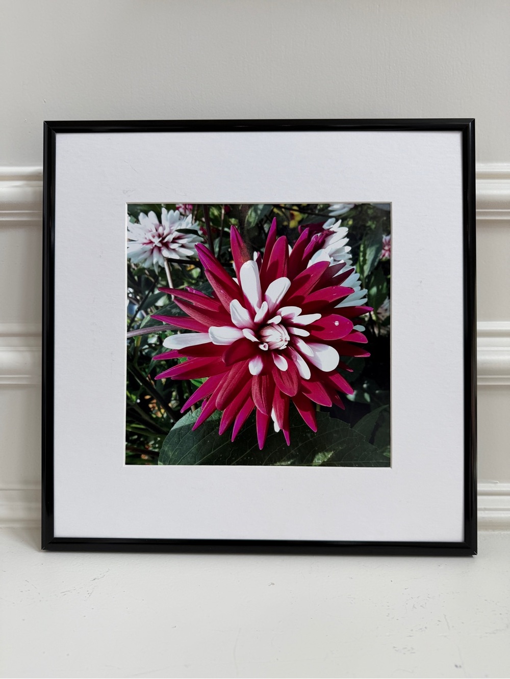 Framed Floral Print - Magenta and White Dahlia 12x12 frame